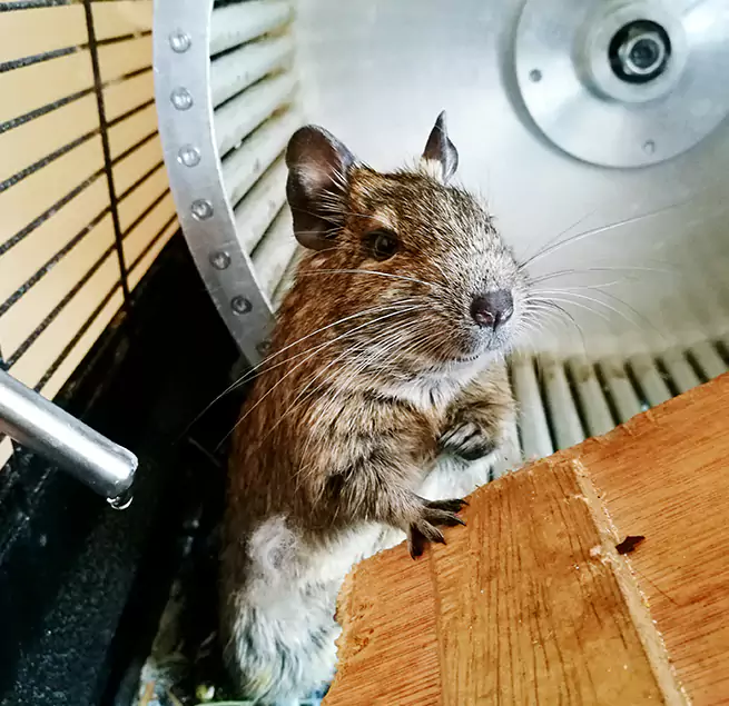 Why Homeowners & Businesses Trust Us Lemont, IL